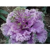 羽衣甘蓝在中国叫什么 为何被称为羽衣甘蓝？