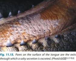 哪种鳄鱼能在海洋中生存