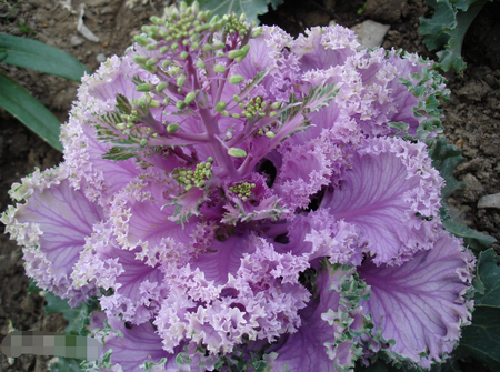 羽衣甘蓝在中国叫什么-羽衣甘蓝名字的由来