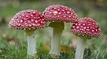 毒蘑菇显卡测试入口在哪