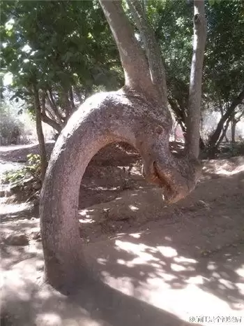 豪猪镇之秋顺其自然成就怎么分享-豪猪镇之秋顺其自然成就分享方法