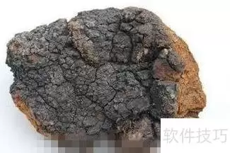 桦褐孔菌全攻略食用方法