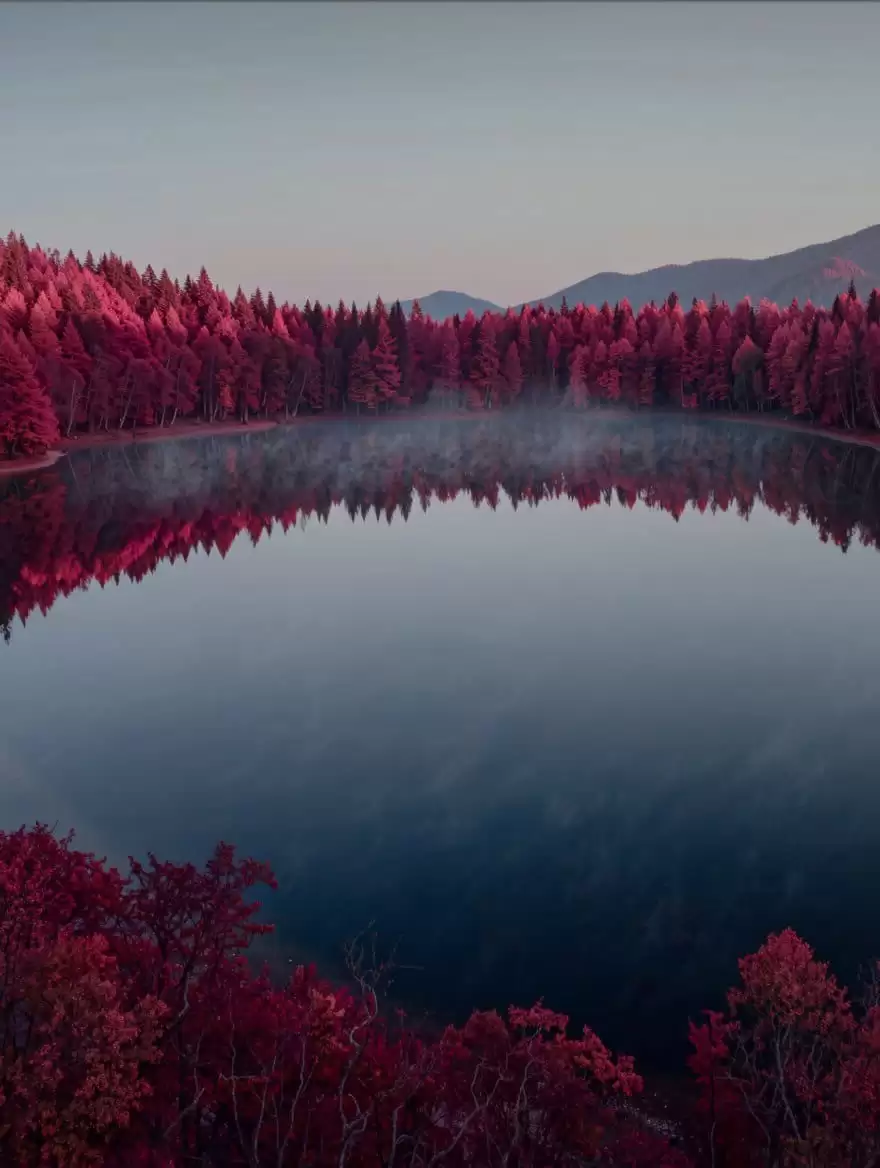 Crimson Forest Landscape Photography