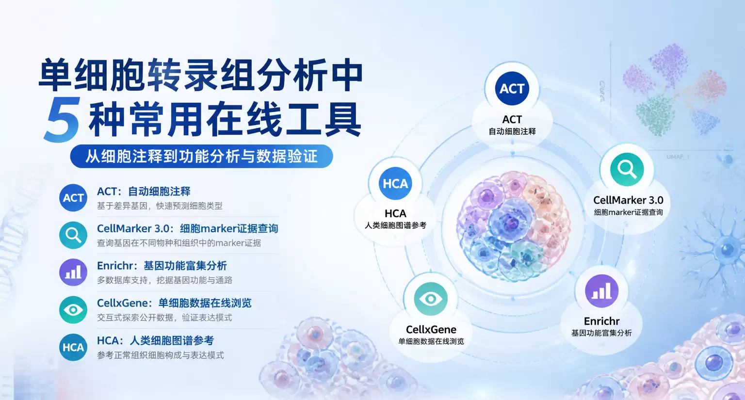 单细胞注释与功能解读常用在线工具：ACT、CellMarker、Enrichr、CellxGene 与HCA实战指南