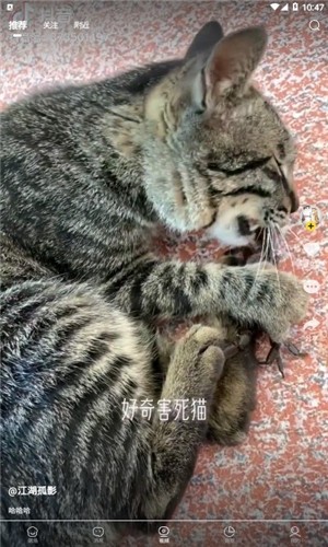 宠觅 2